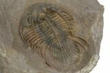 Rare, Spiny Kolihapeltis Trilobite - Top Quality Specimen #243841-1